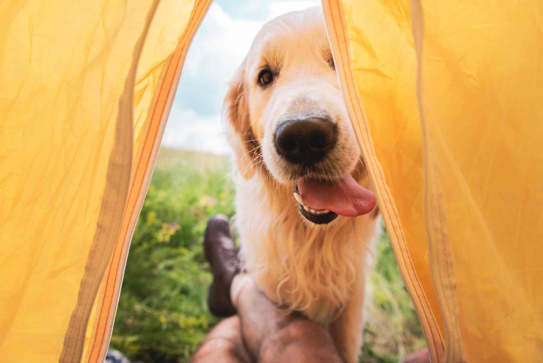 golden retriever looks inside tent