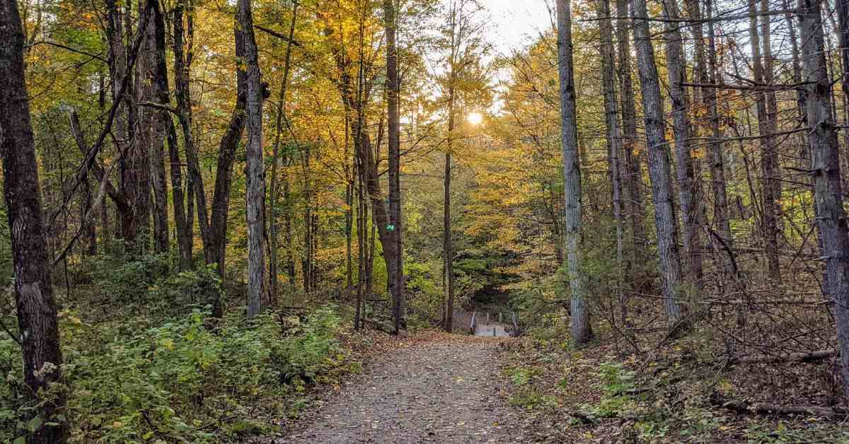 trail in woods with bridge in fall