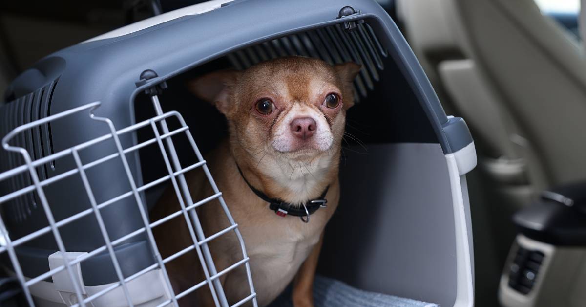 crated-dog-in-car