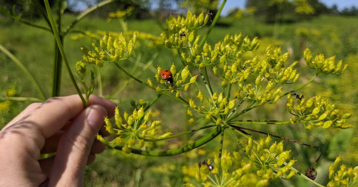 hand touching plant that has ladybug on it