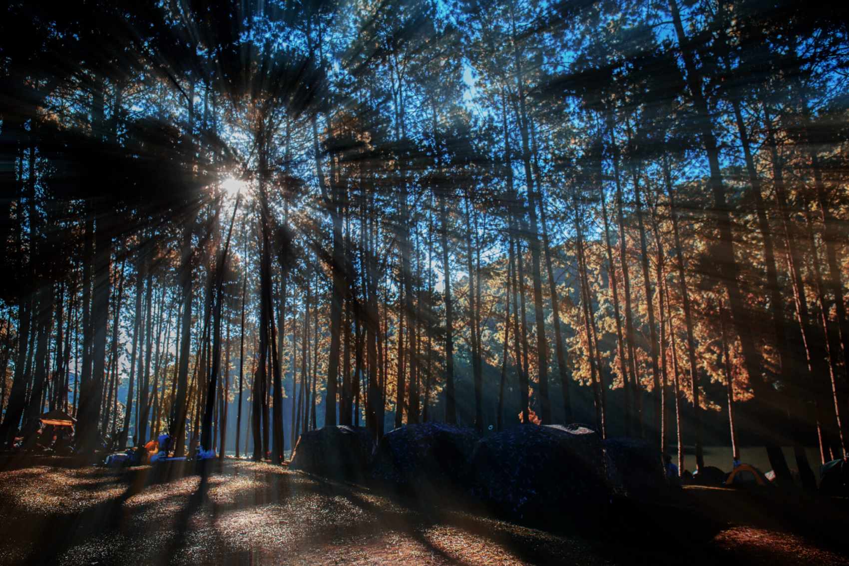 sun coming through trees at campsite