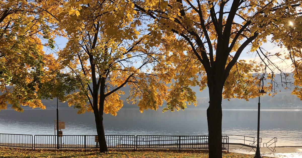 foliage by walkway by lake