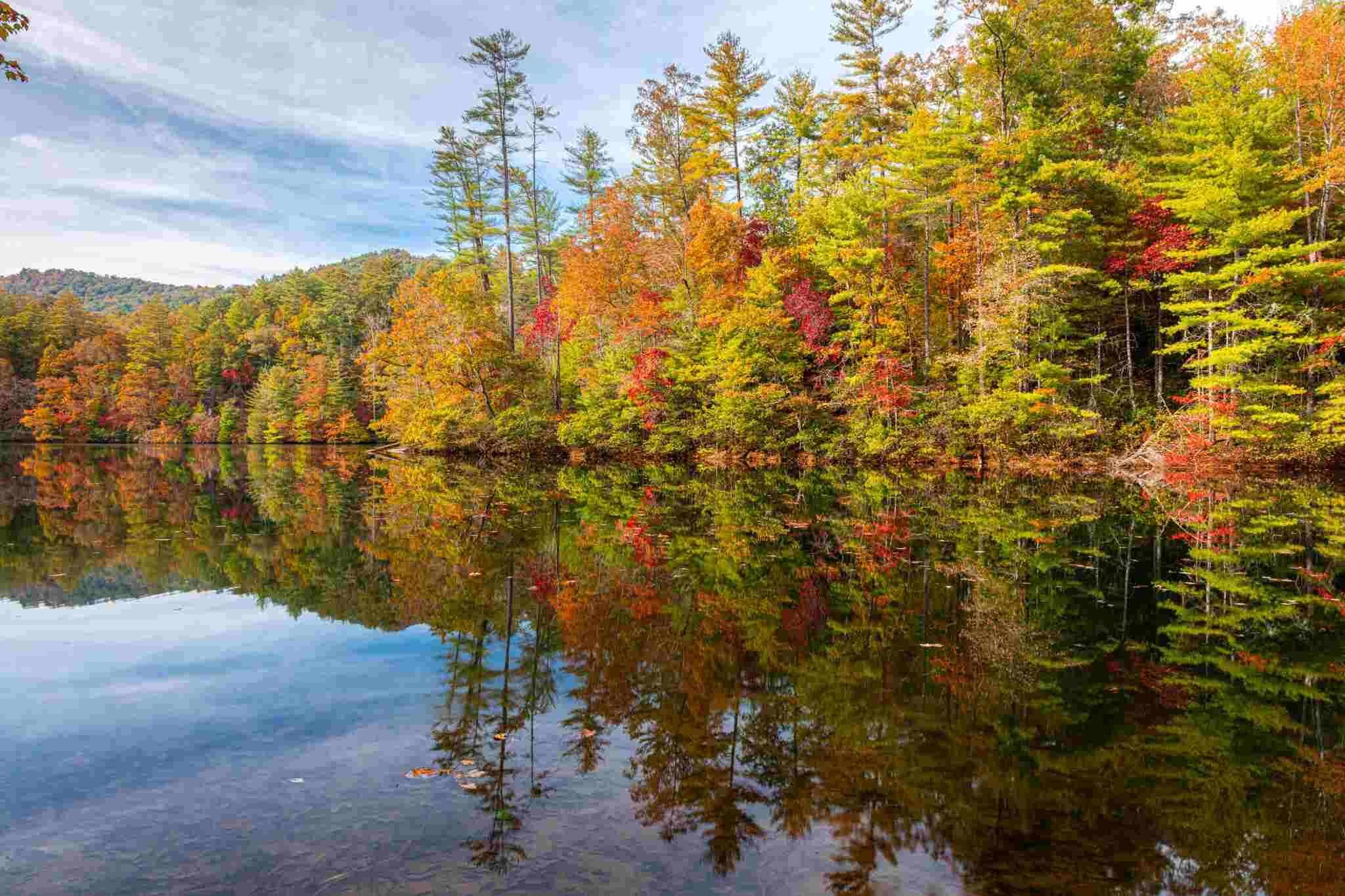 fall foliage in trees by lake