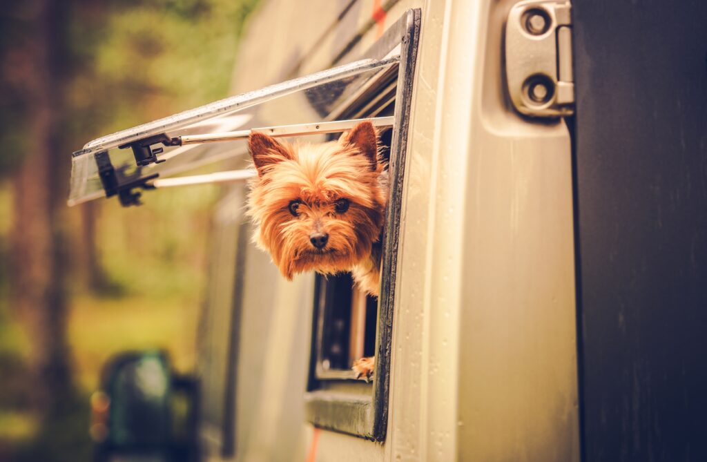dog-with-head-popping-out-RV-window