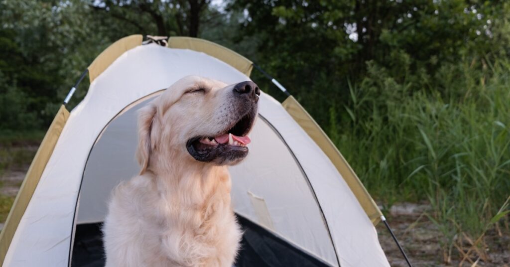 happy-dog-camping-in-tent