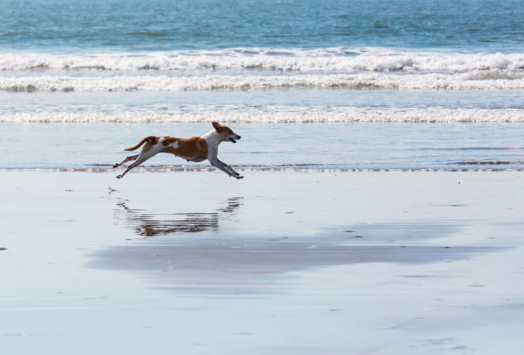 dog-running-on-the-beach