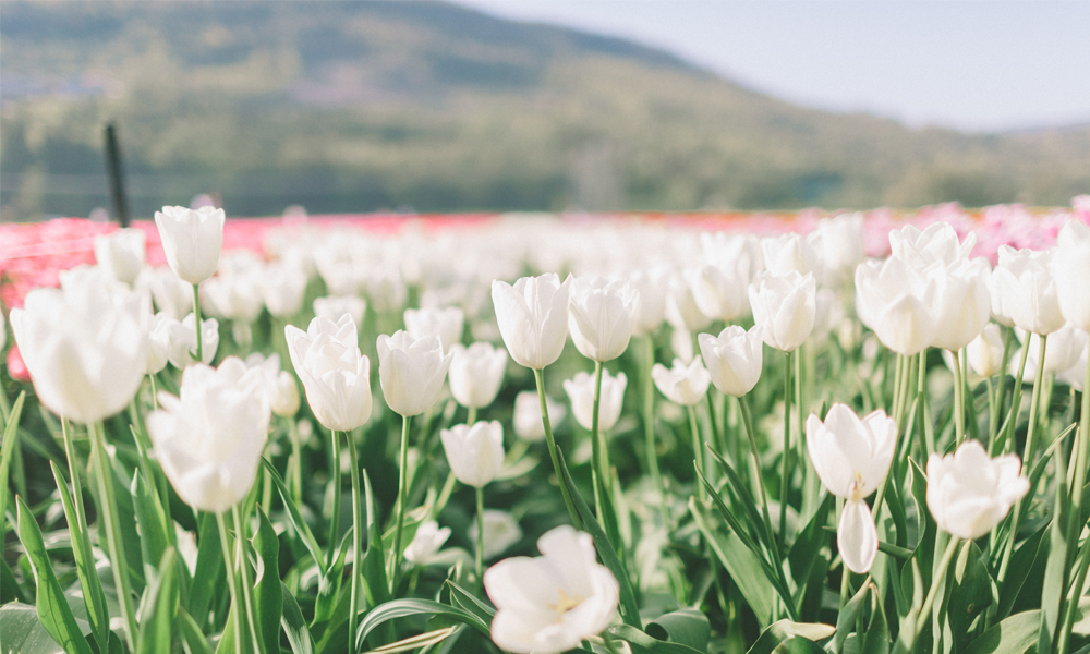 field-of-tulips