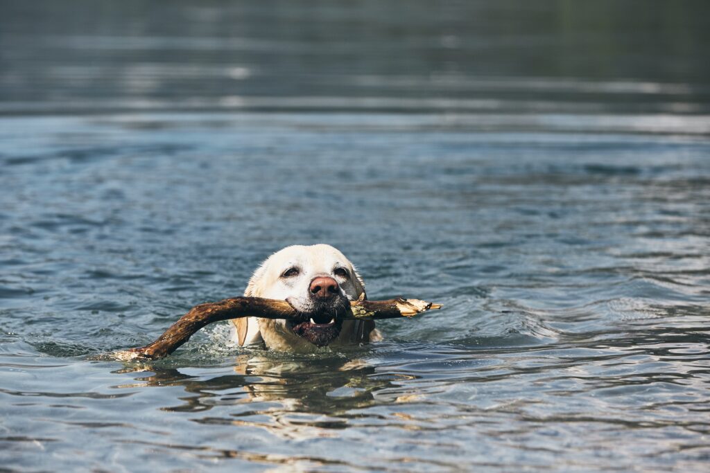dog-holding-stick-in-its-mouth-while-swimming-in-lake