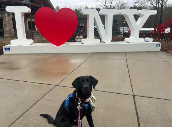 dog-in-front-of-i-love-ny-sign