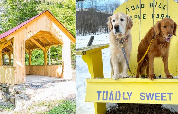 collage-of-bridge-and-dogs-posing-on-adirondack-chair