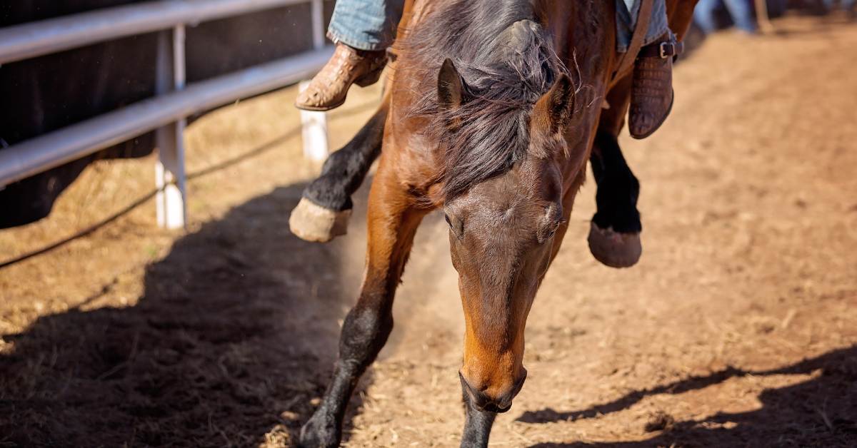 closeup of a horse in a rodeo