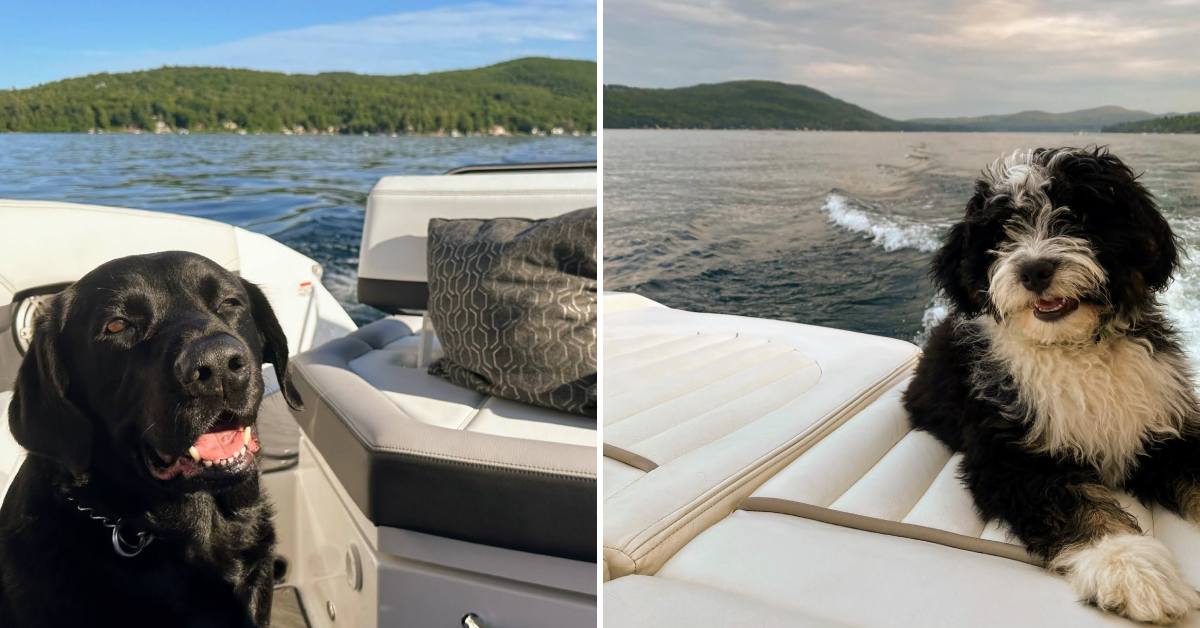 two different dogs on different boats on lake george