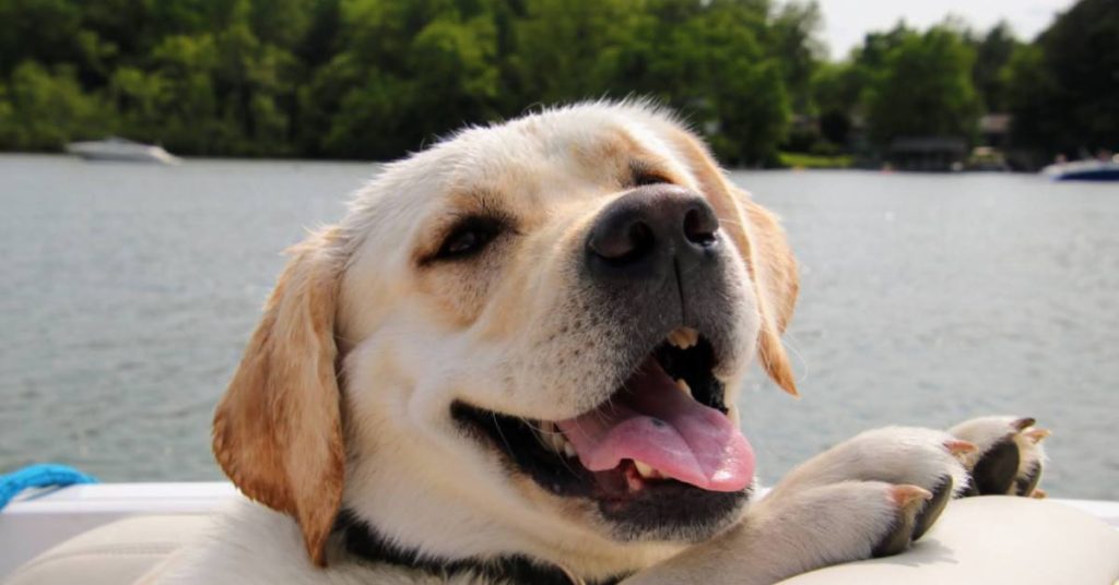 golden retriever puppy on boat on lake george