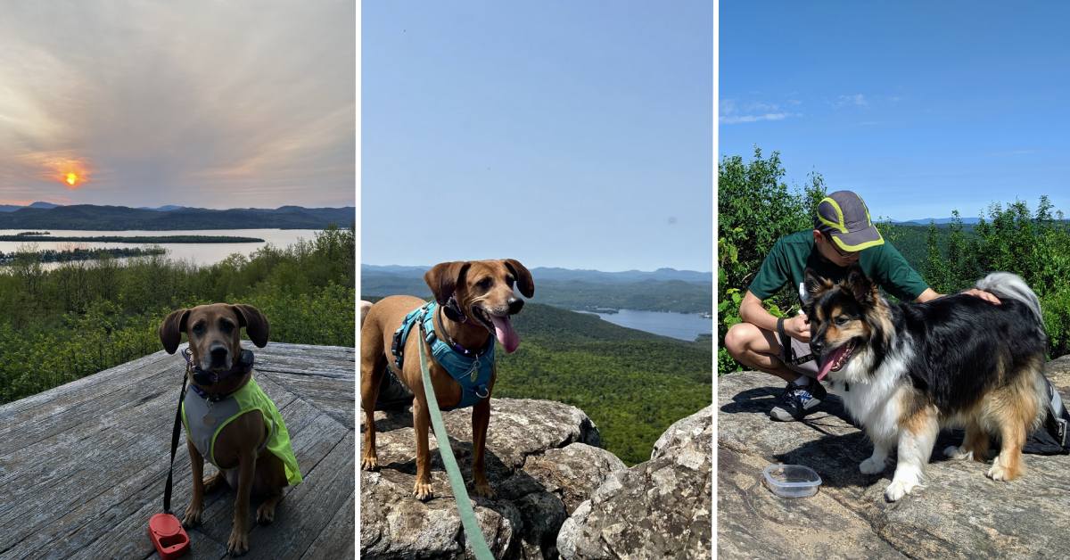 three dogs on three different hikes