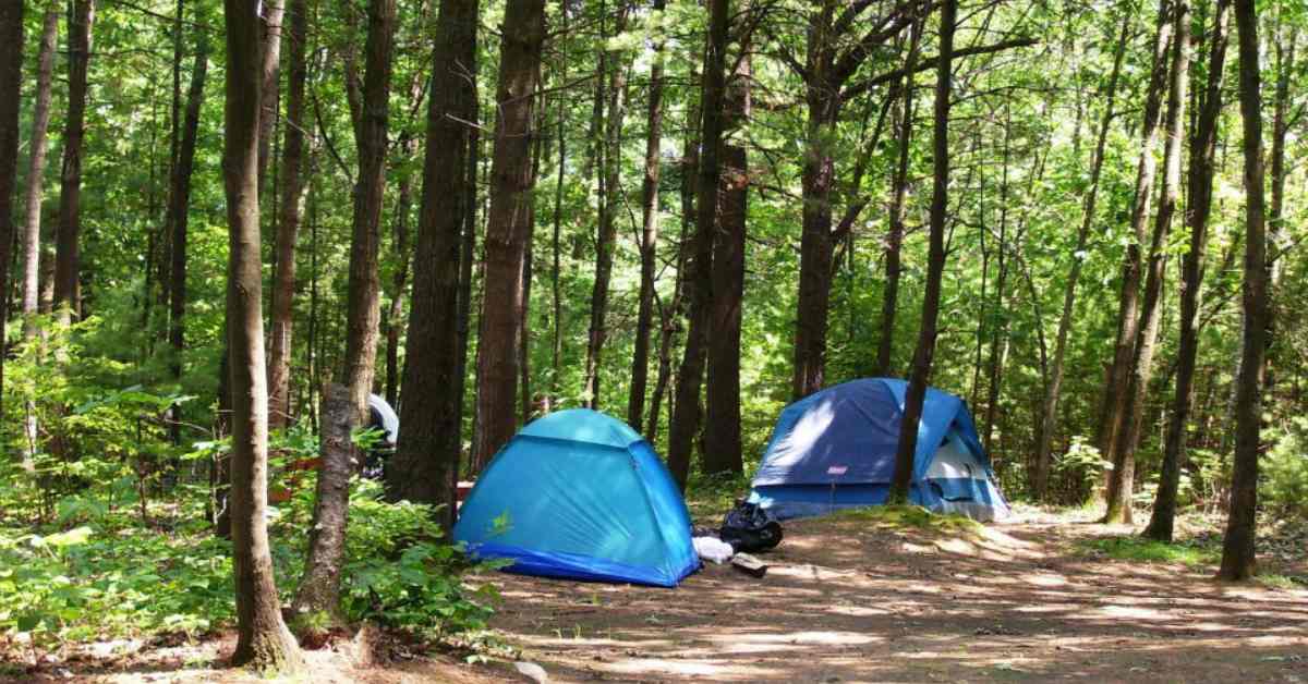 two blue camping tents set up in the forest